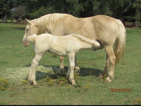 American Cream Draft Horse Breeders